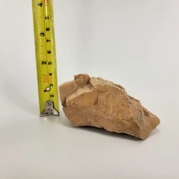 Petrified Wood Small 3 Inch Raw Natural Fossil Rock Specimen Arizona Mineral - Picture 10 of 12